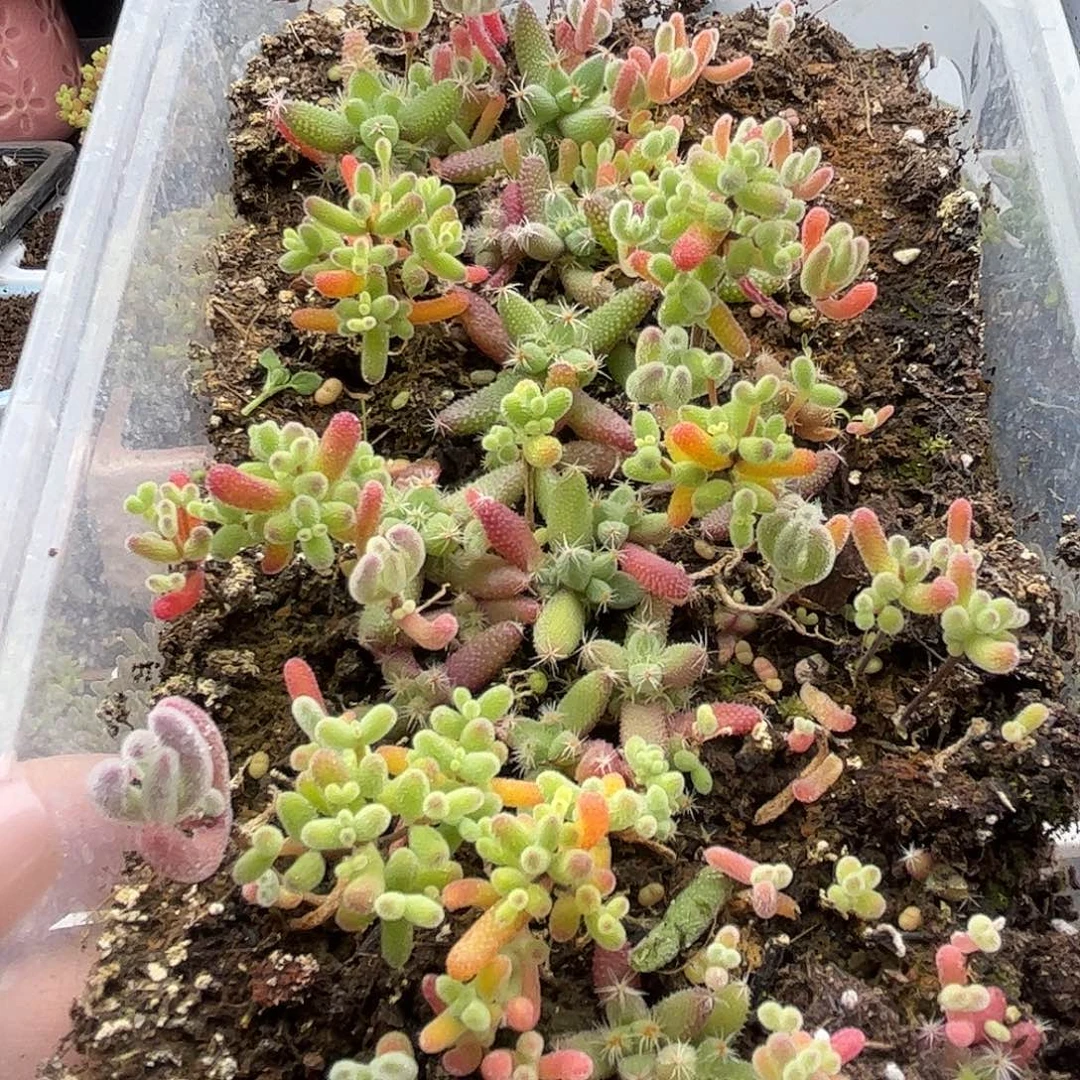 006混播切糕优选枝干