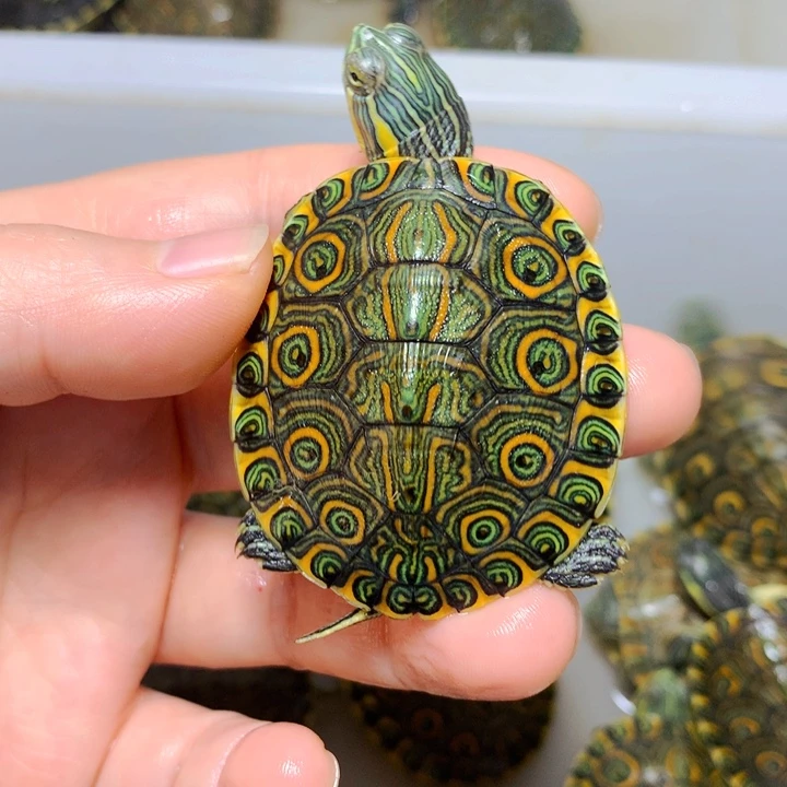 巴西彩龟不分公母4.8发色大河