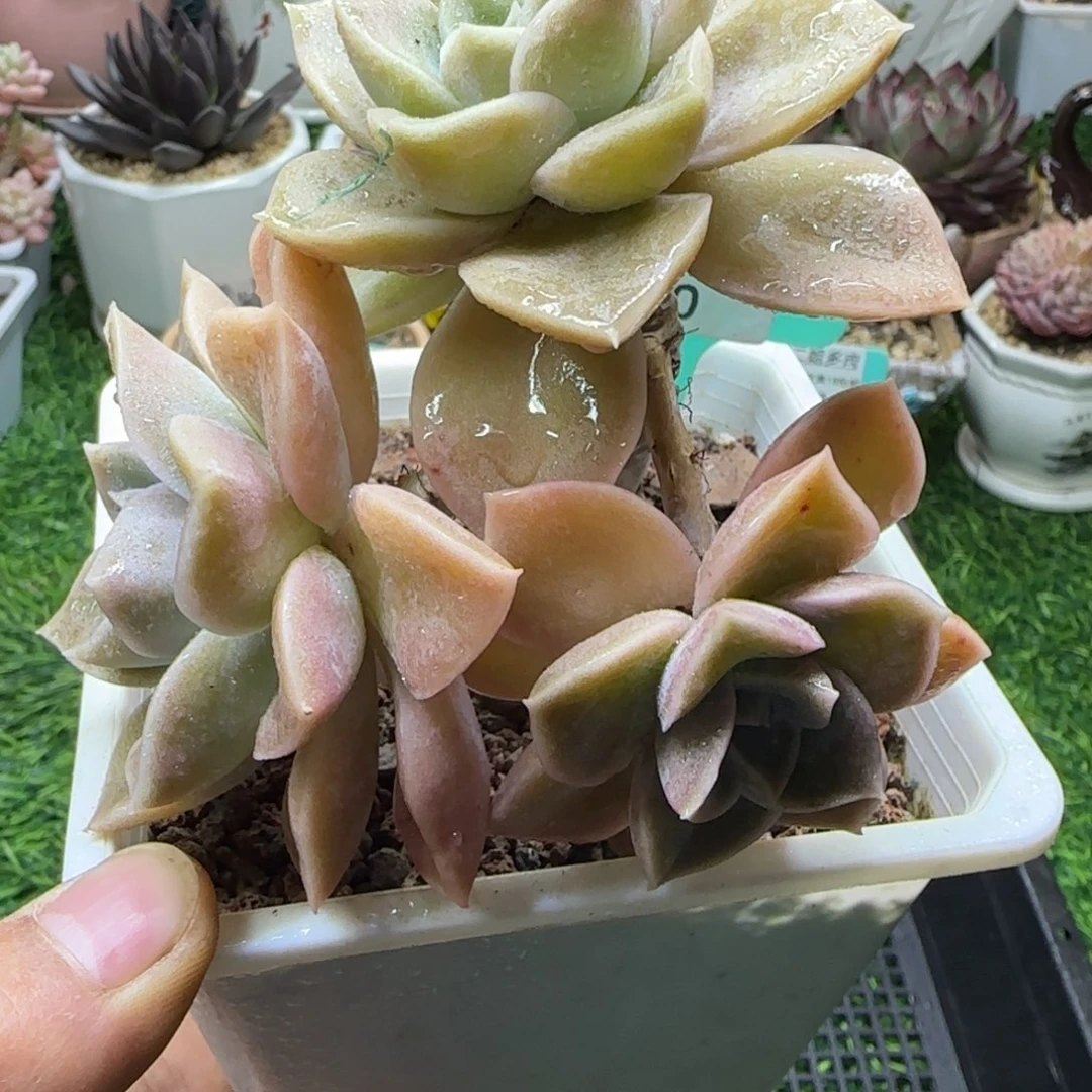 唐二姐多肉编号200