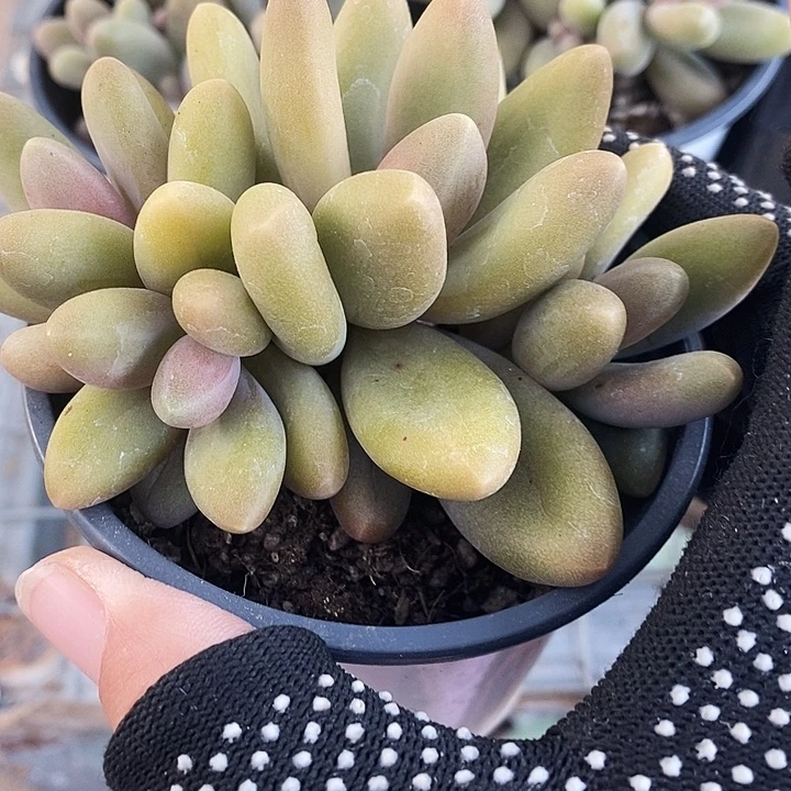 糖果美人35678@k j j k k