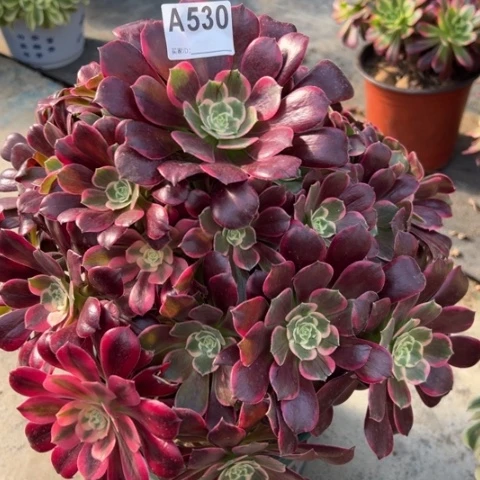 530金丝雀35厘米左右