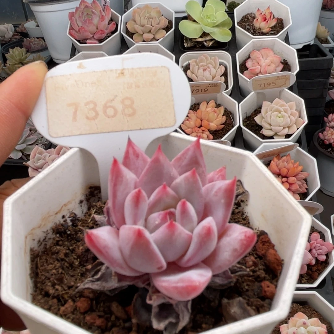 粉蓝鸟7368-4.0厘米