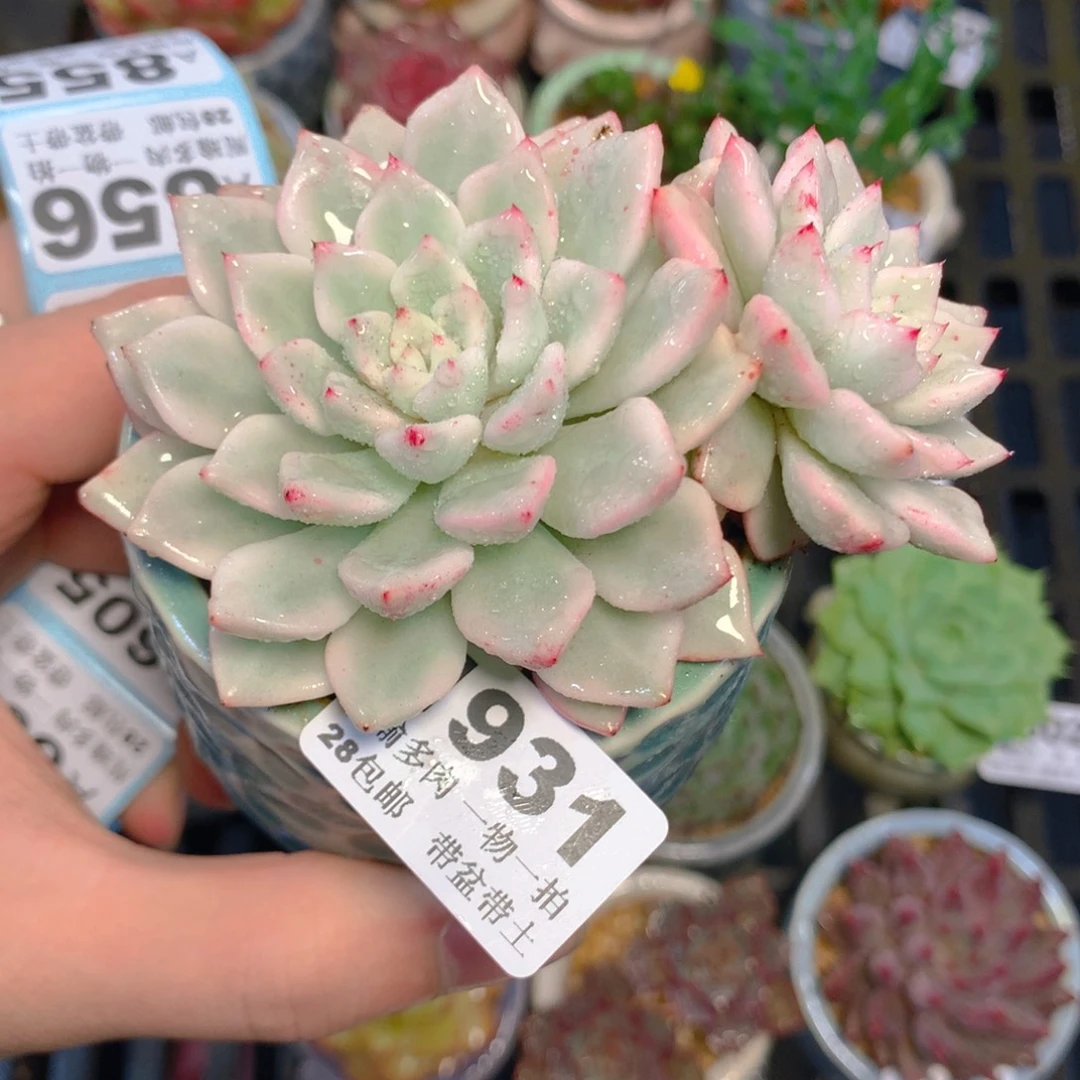 精控多肉植物1931