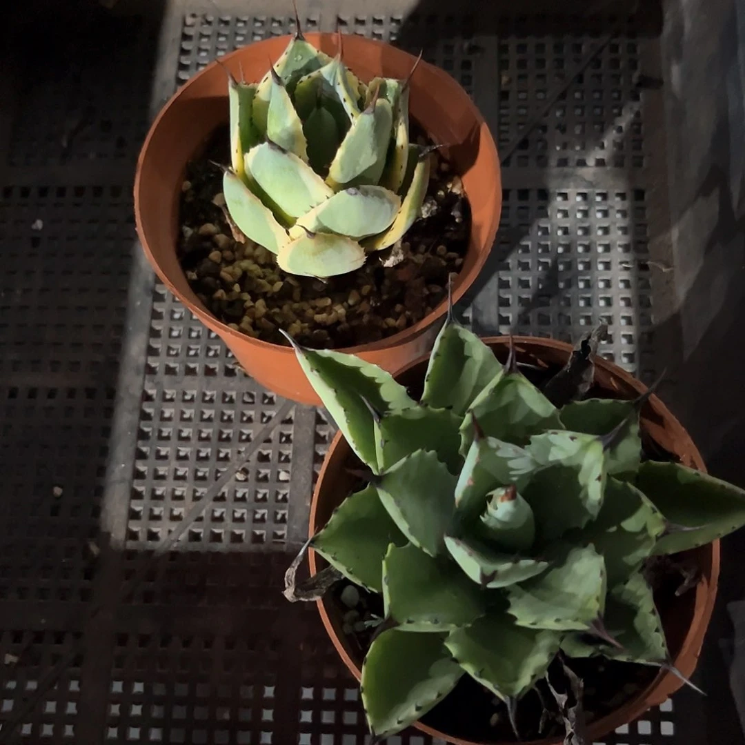 B***s山宅雷神宽，姬八雷组合