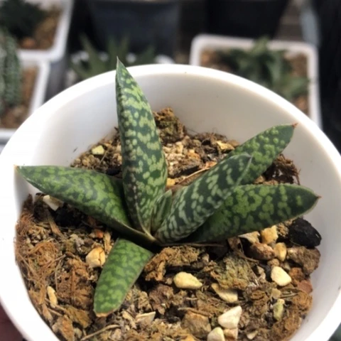 暴风雪蜗牛带盆发货