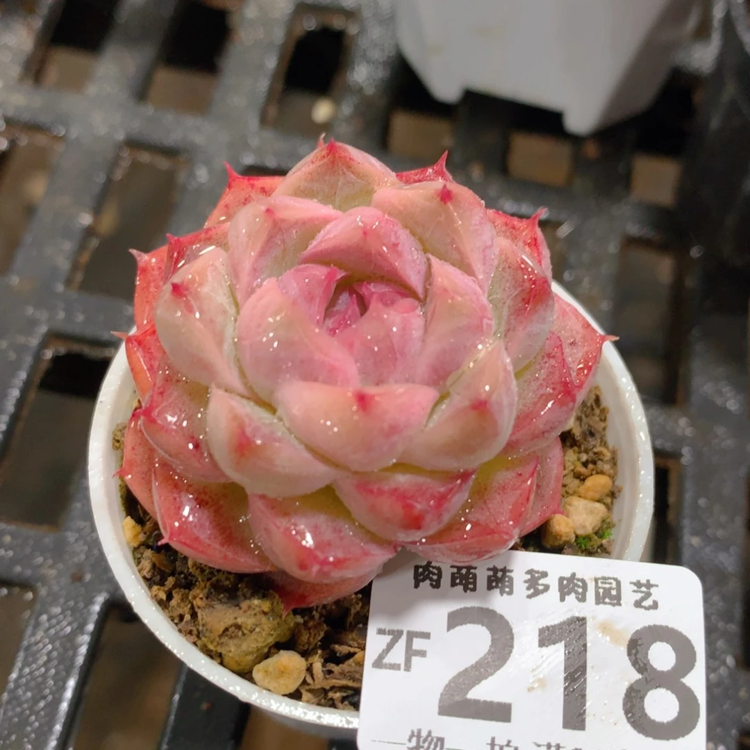 肉萌萌拇指盆精控多肉ZF218