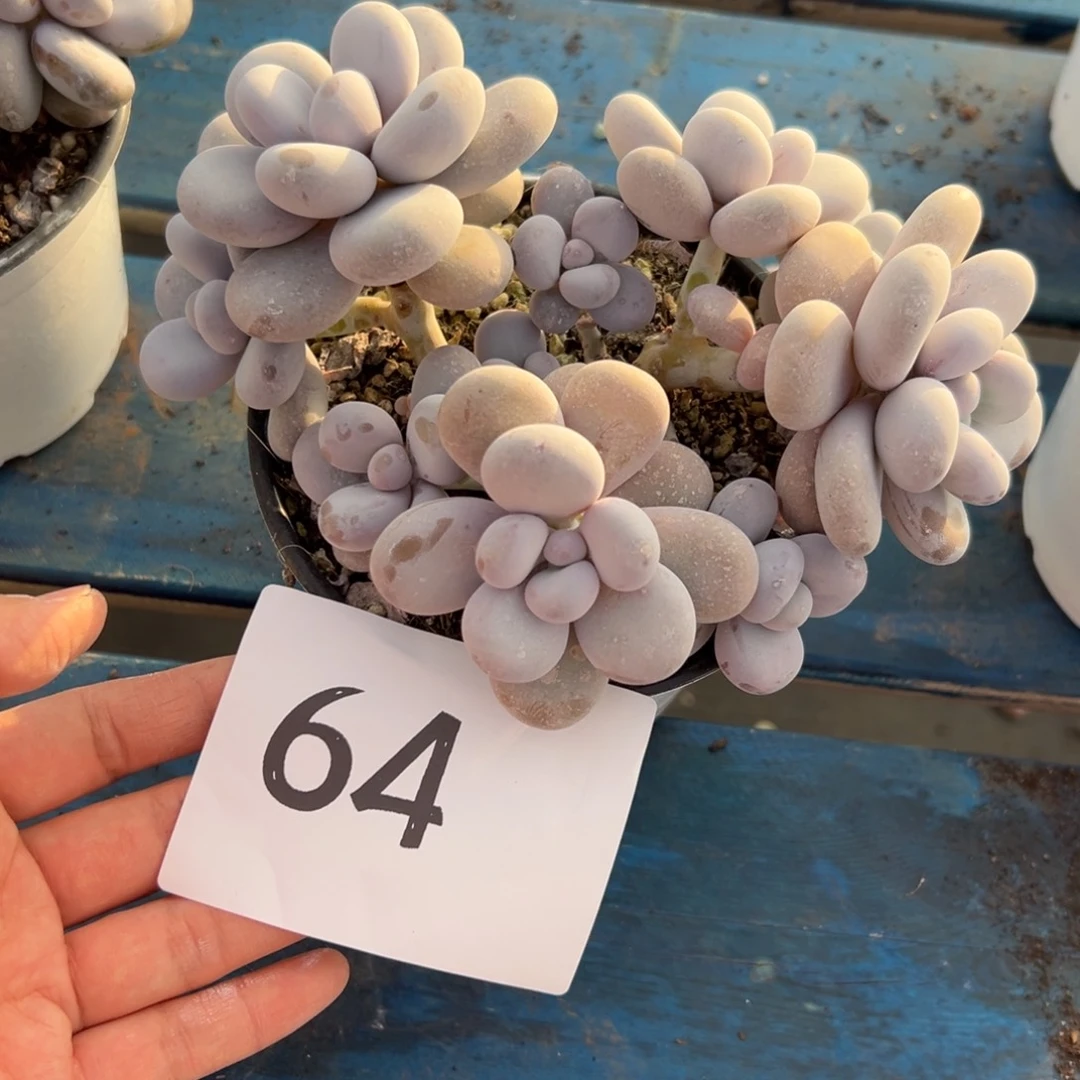 微***64、不喜欢好吃吧彼此彼此