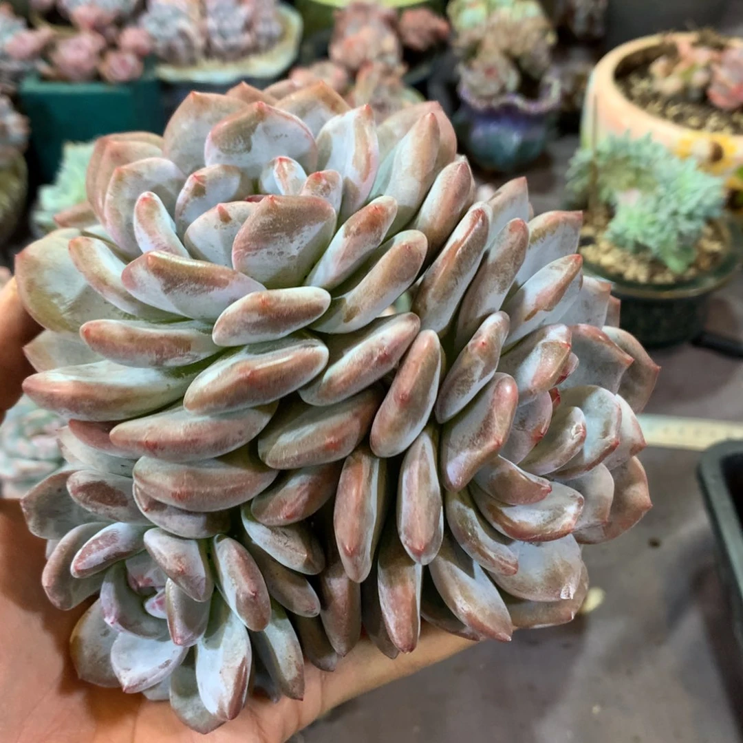 哈哈哈哈哈哈哈哈