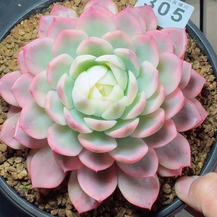 锦         精控精养多肉植物