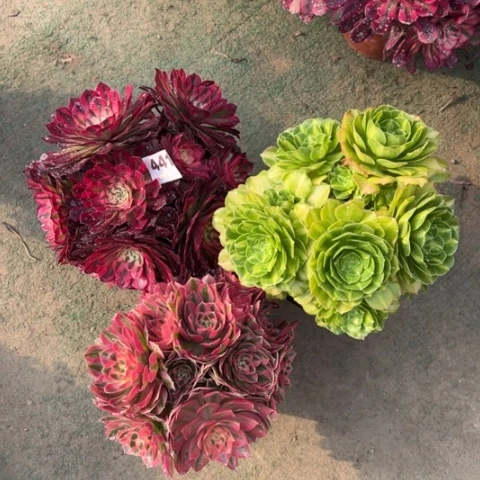 441组合3颗多肉，