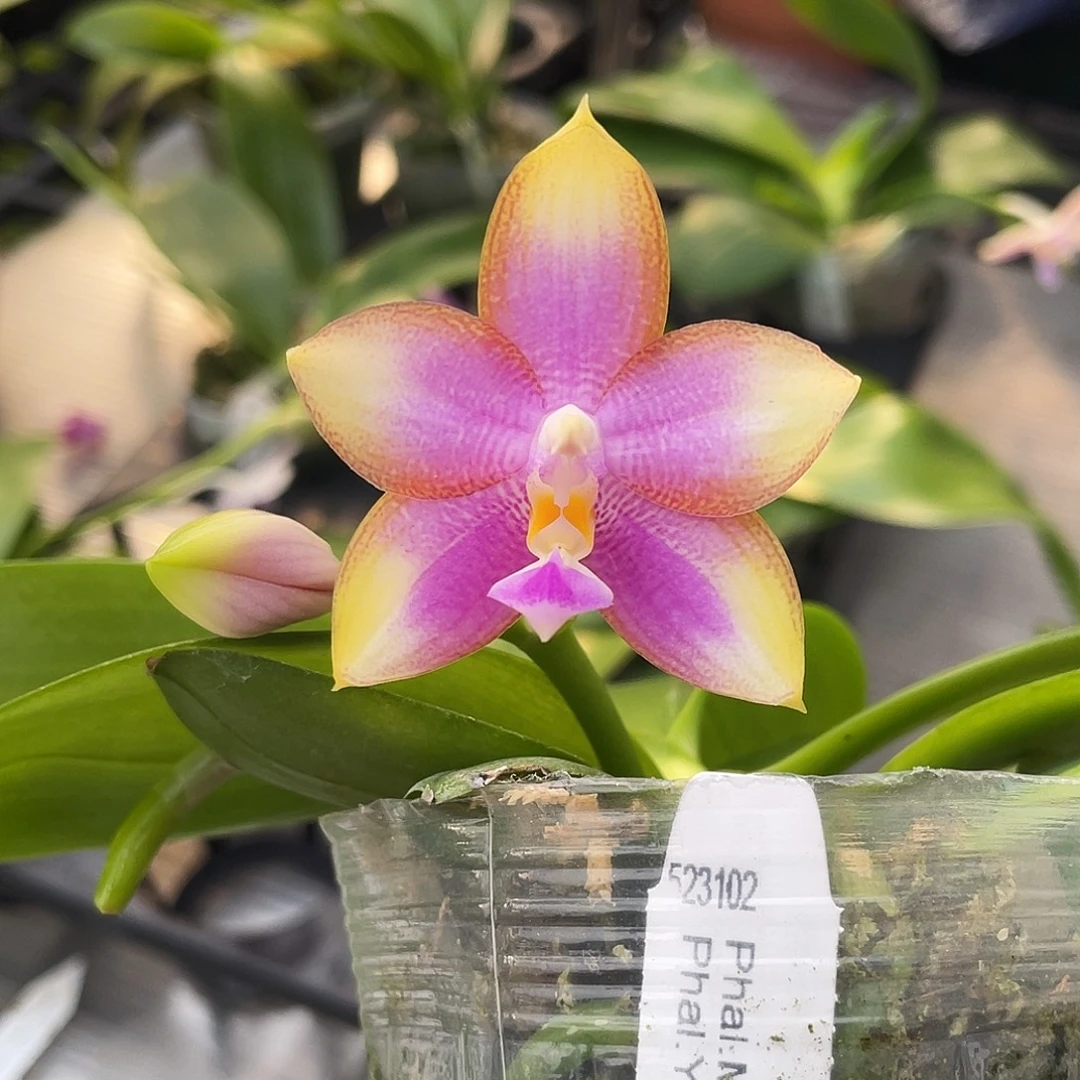 完全开放龙玛丽2.5寸