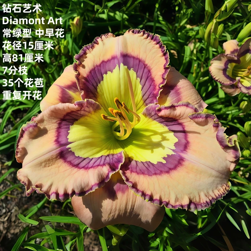 进口花卉绿植盆栽大花萱草钻石艺术庭院花园多年生宿根植物
