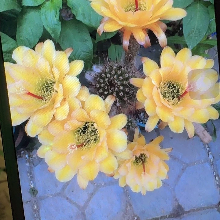 法一根高11公分毛花柱