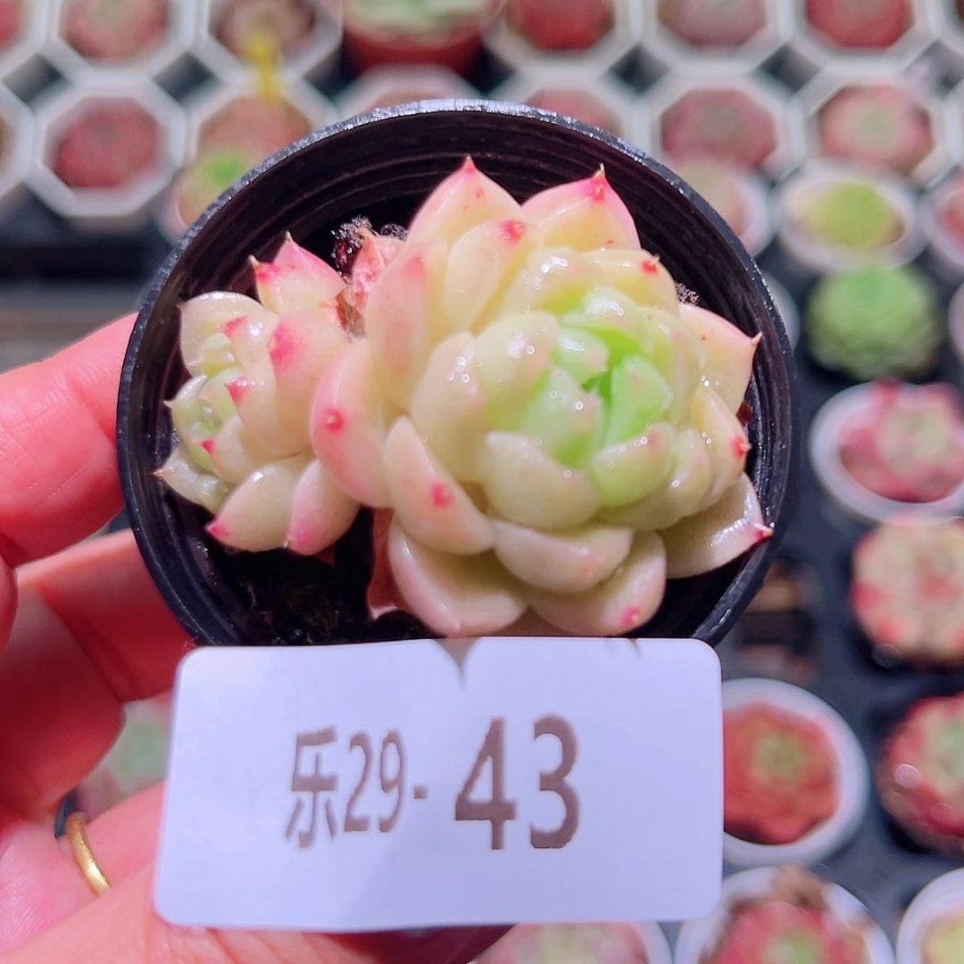 乐然29-43 麦秆不包整