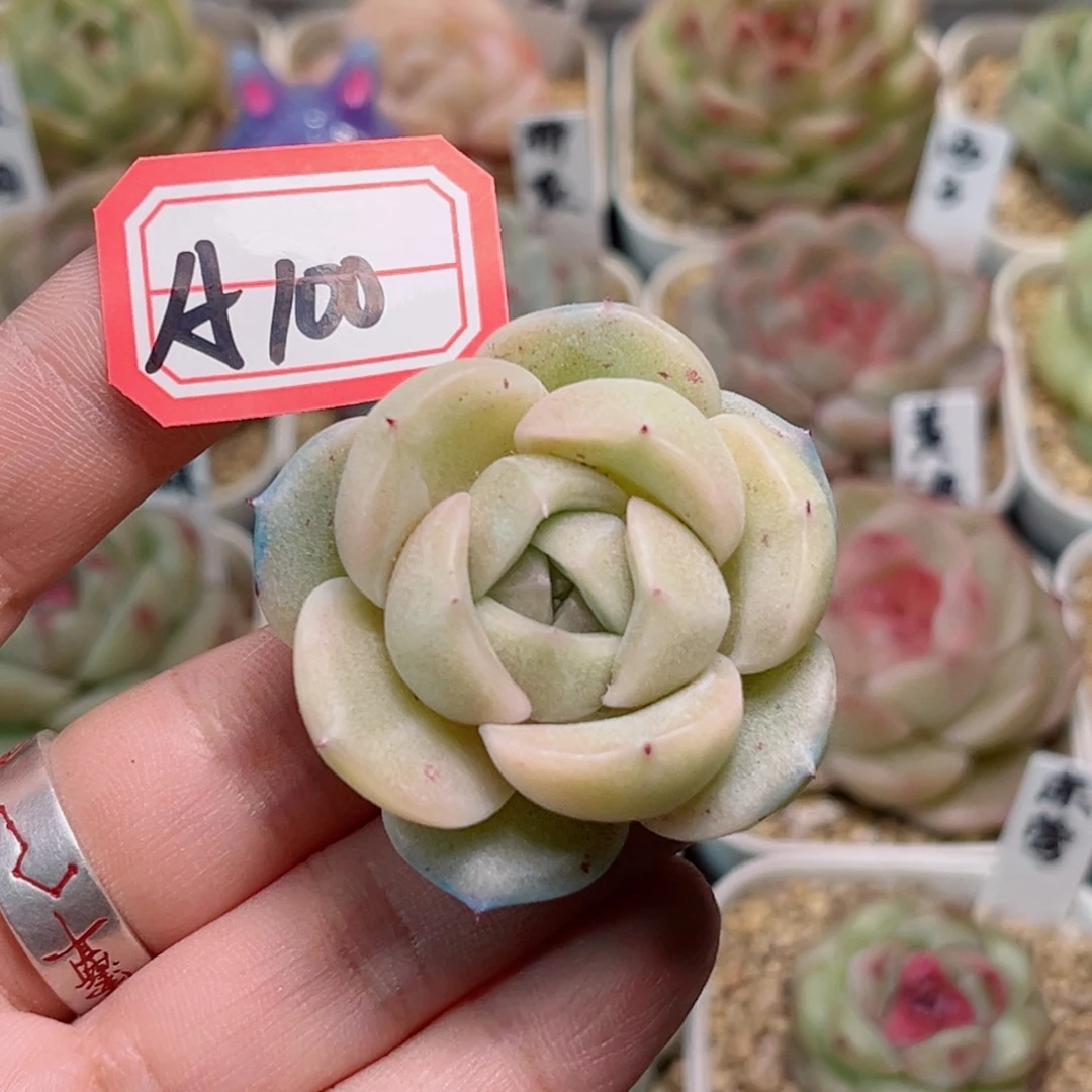 A100一物一拍 落云 少根