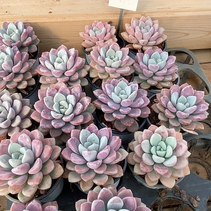129花瓣露单头 福利多多