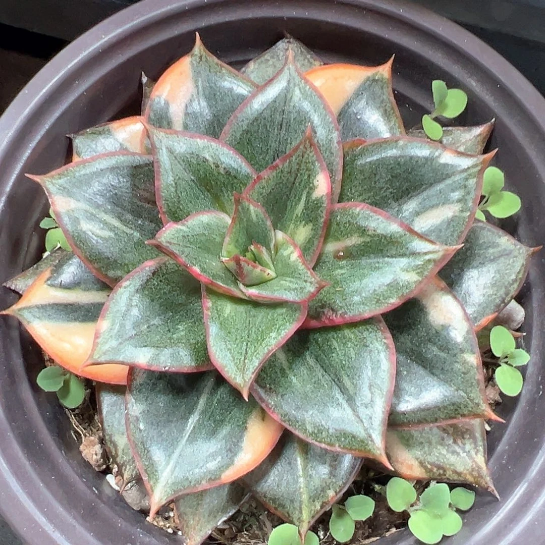 麒麟座锦 一单包邮非偏远