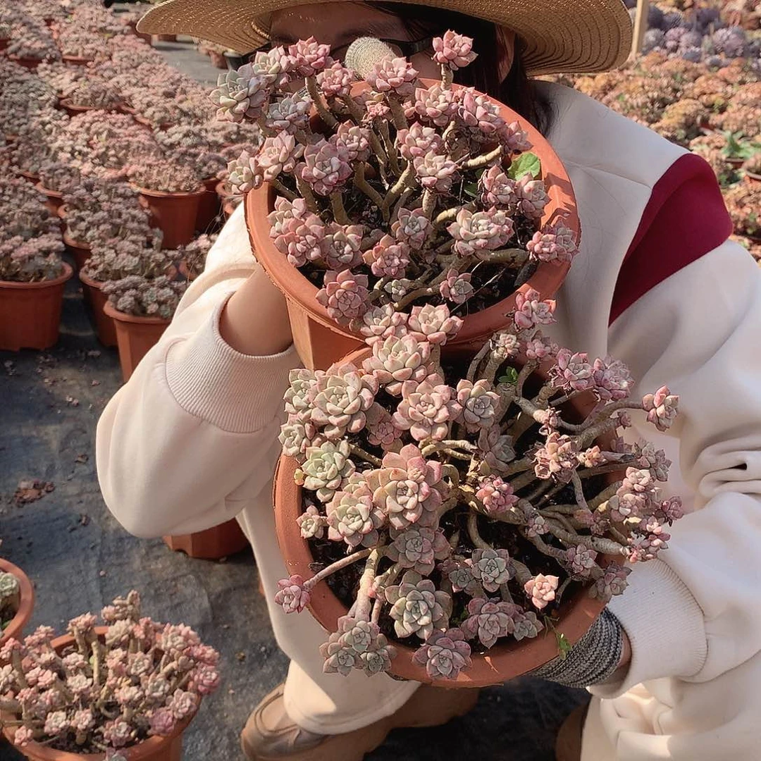 粉布偶6.8米 两颗 年底福利