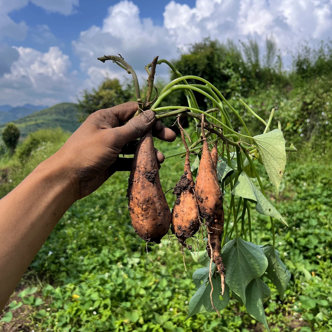 【高原红薯】云南高山老品种黄皮黄心蜜薯【个头不大】现挖现发