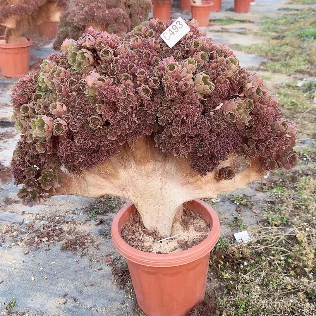 493玫瑰朵朵有伤一颗