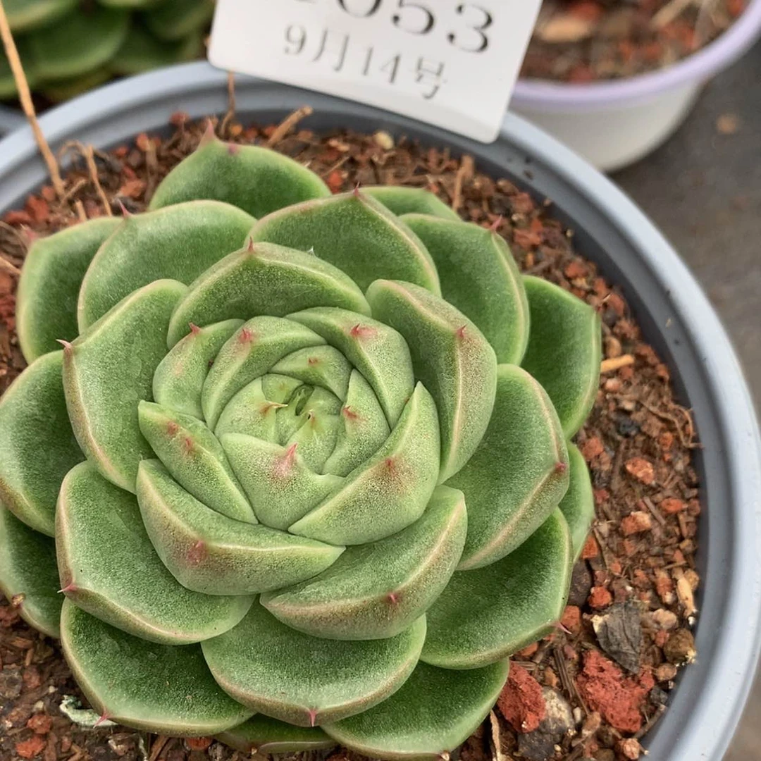 【闪购商品】云1053号麦秆7厘米