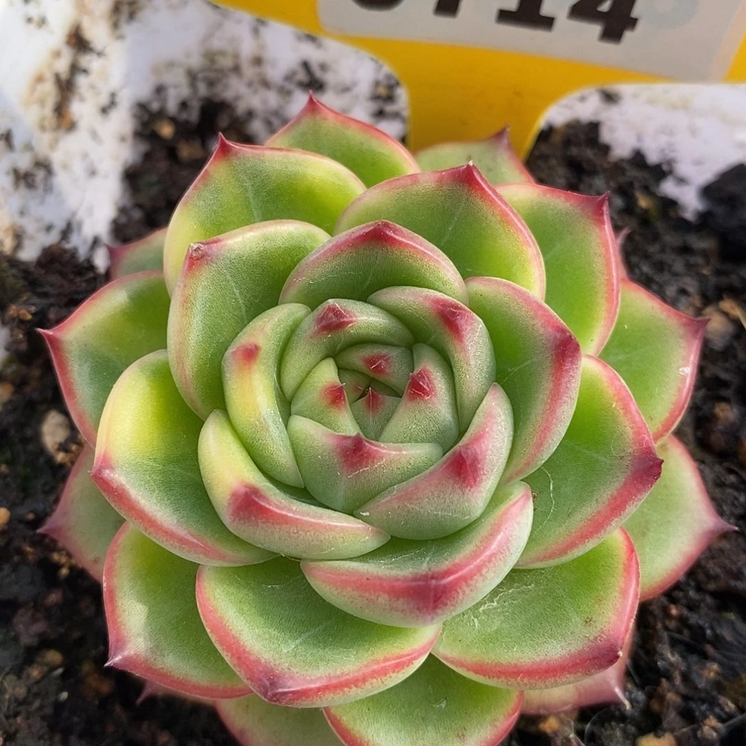 714月亮石哈哈哈哈哈哈