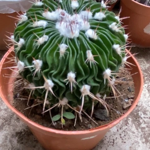 多了玉仙人球12米仙人球