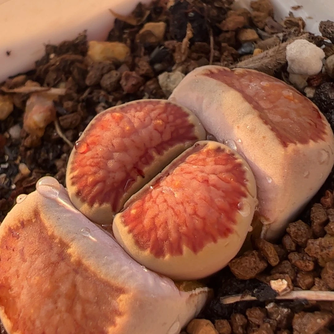 丝绒红窗菊多肉植物