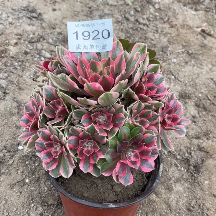 1920男神的人多肉的的人多