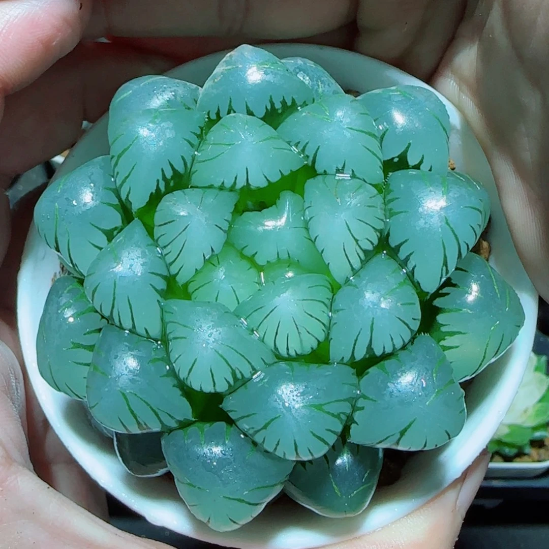 大母本冰灯多肉植物