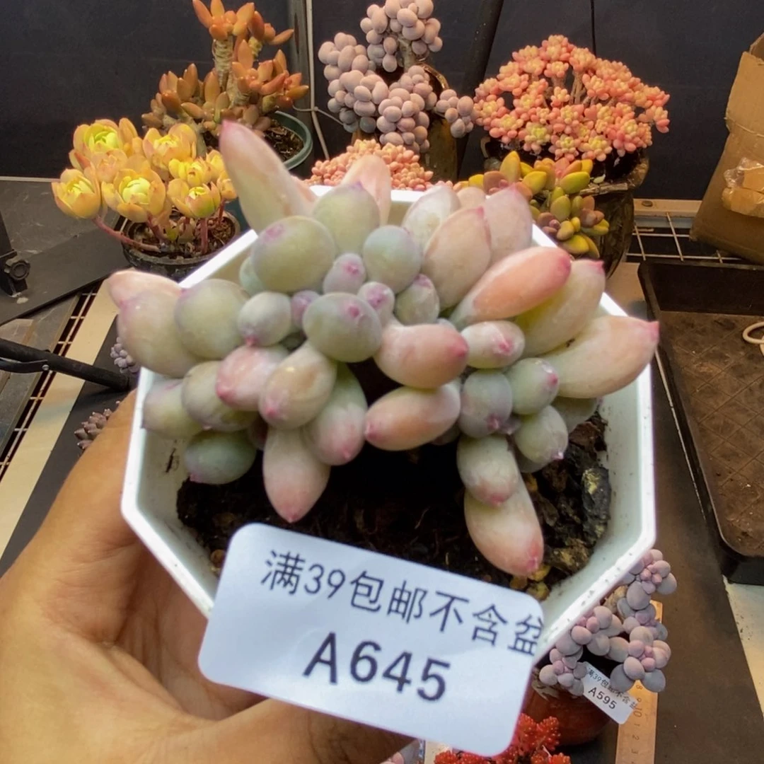 645苹果奶四代多肉6c m