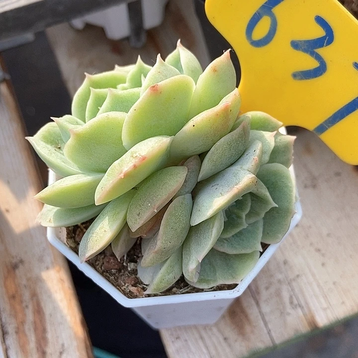 多肉植物昂斯诺石化637
