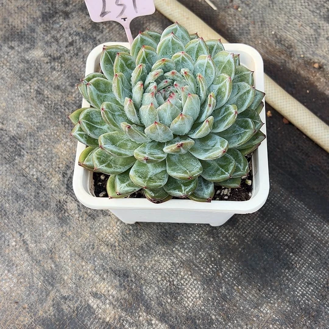 雪花珍妮231号多肉植物