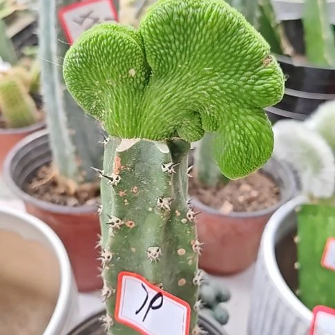 青蛇缀化秀嫁接微瑕79