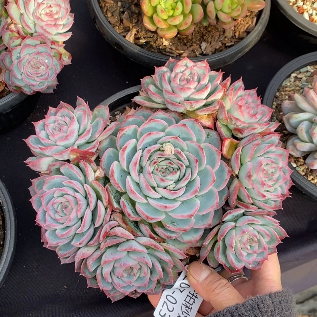 两单包邮1207-23侧影