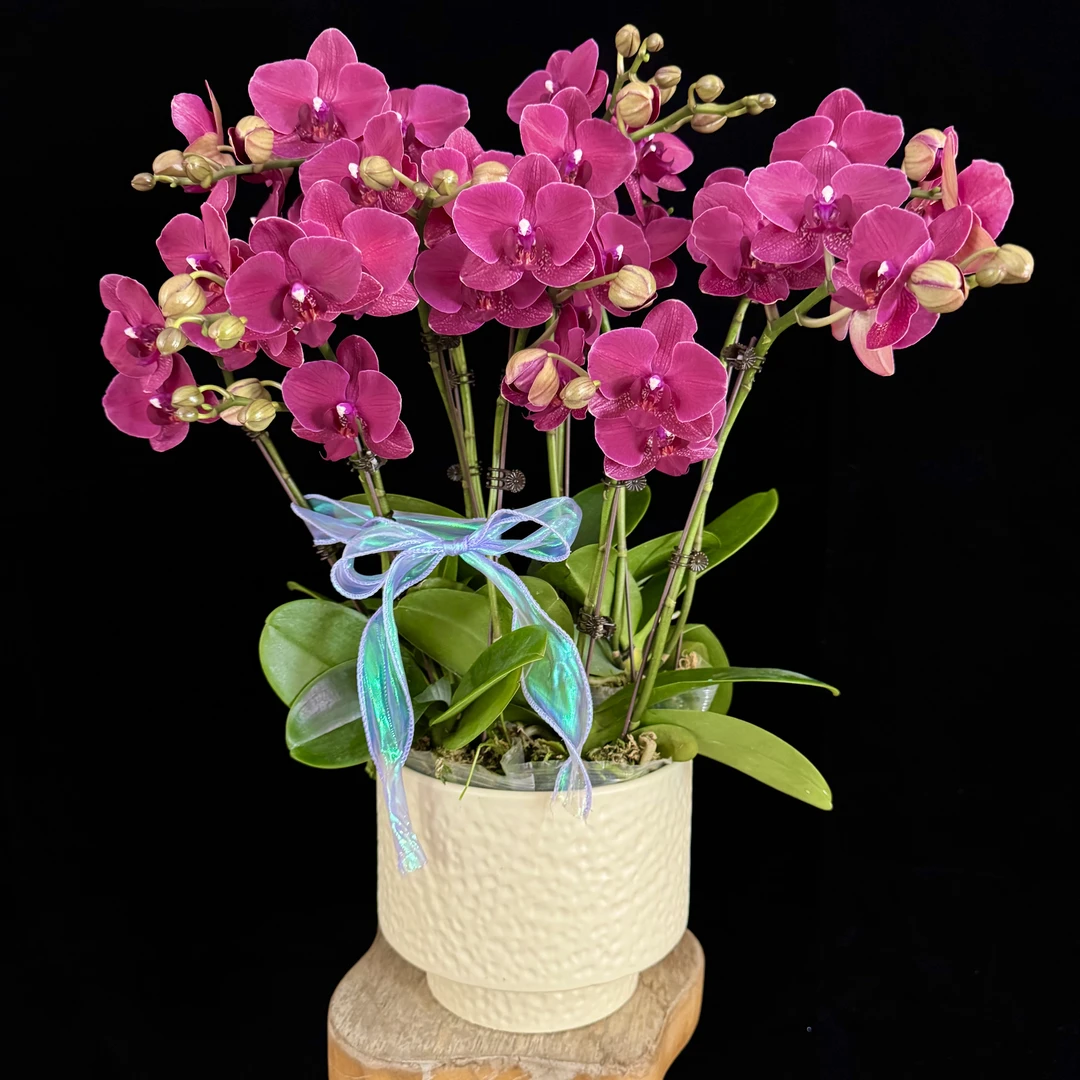 【蒙特勒】欧品 红酒色稀有经典花花 好养耐养 蝴蝶兰 有花有花苞