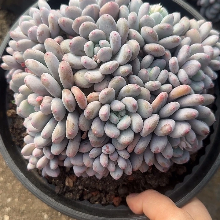 香香雪多肉植物的