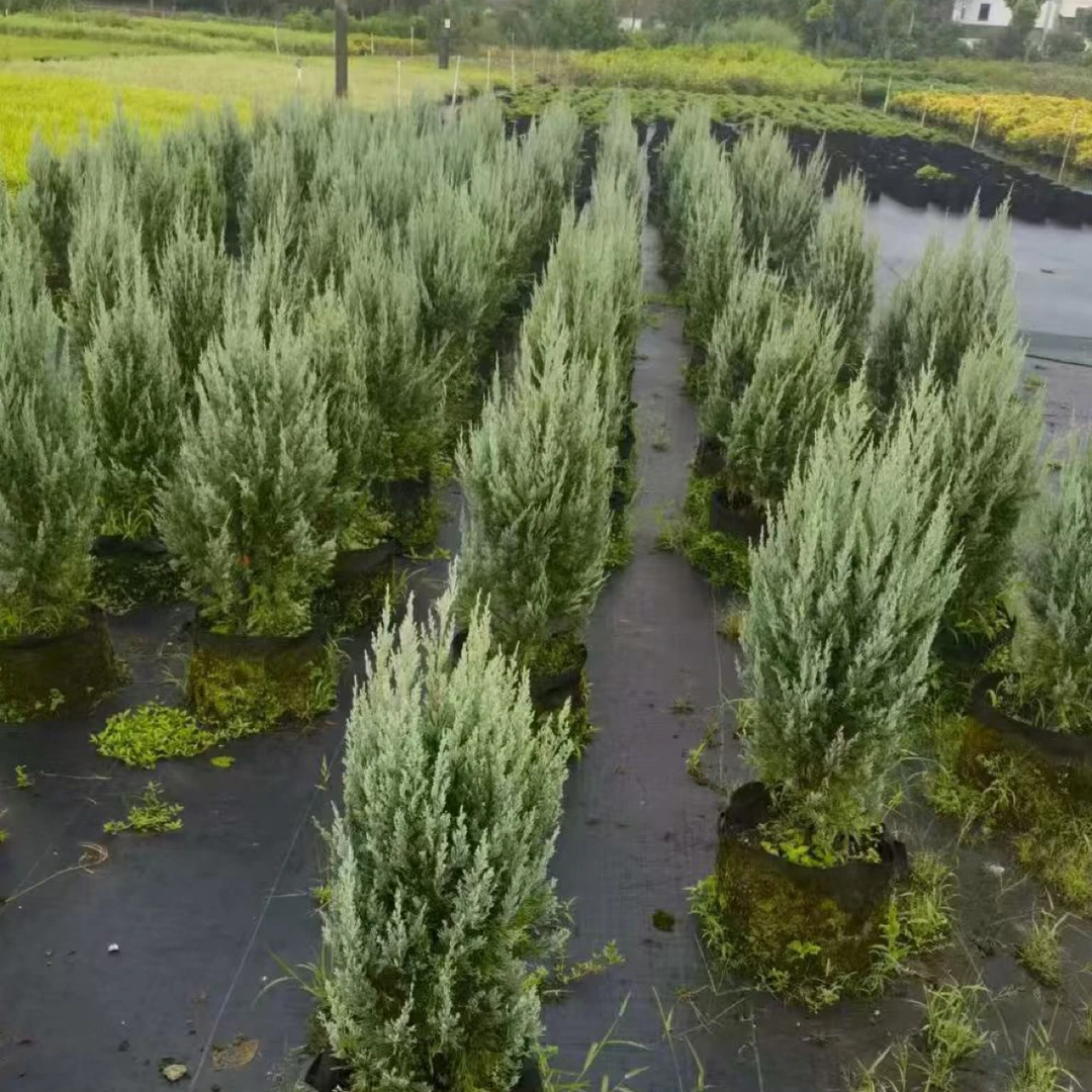 落基山圆柏蓝色天堂柏彩叶针叶柏树花园造景骨架植物