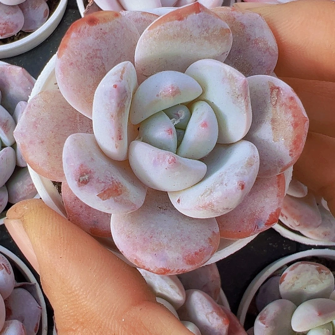 5厘米盆雪茶19包邮