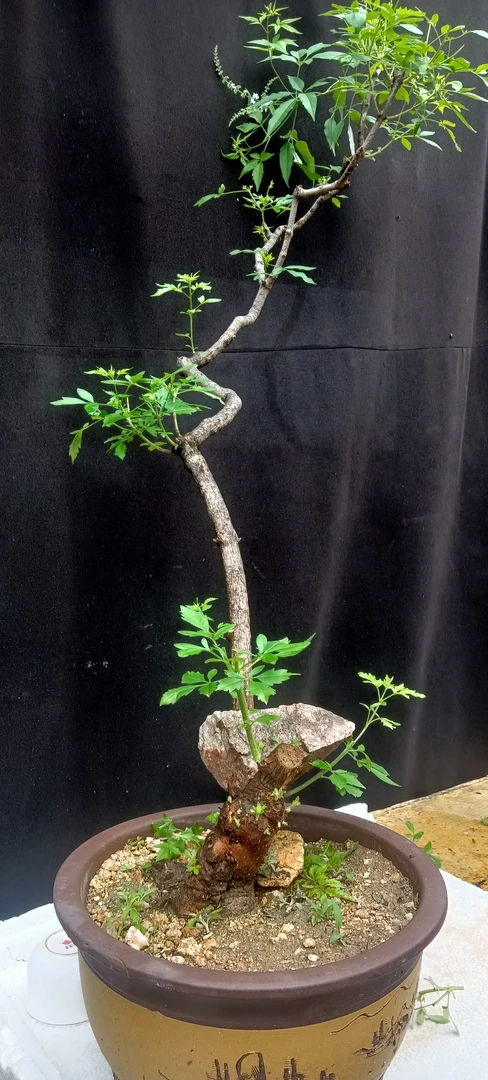 泰山黄荆盆景适合茶室客厅摆放都美竹南太行蓝花楹矮霸盆景黄荆树