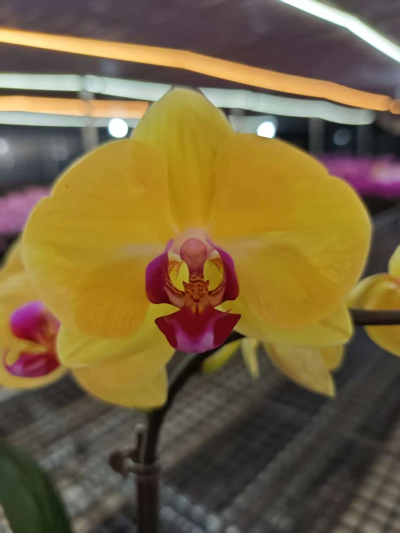 高品质橙色蝴蝶兰【金公主】带花剑带花苞四季开花室内好养盆栽