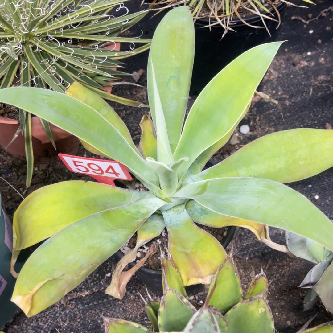 狐尾浅中班龙舌兰