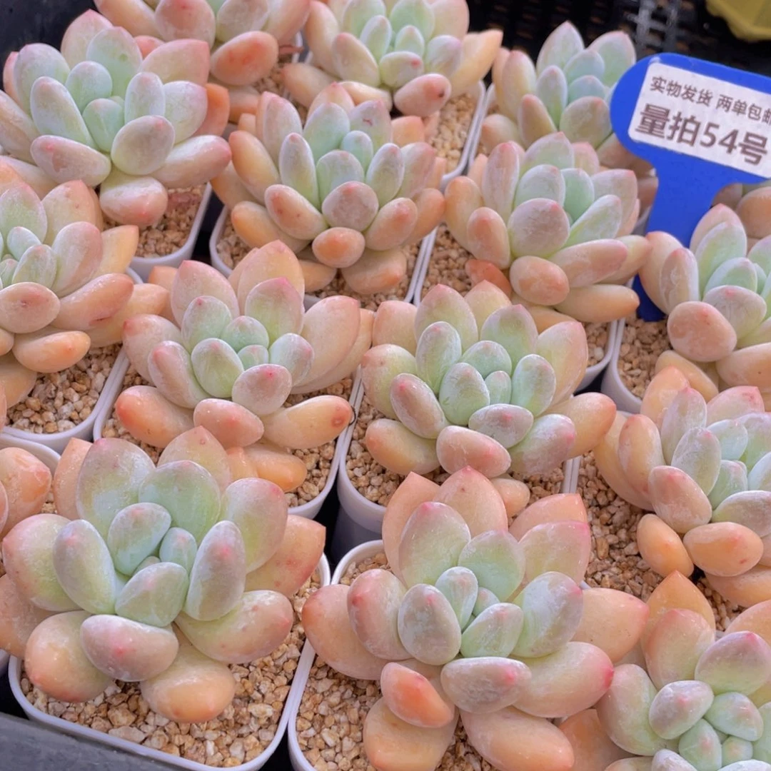 量拍54号 果冻奶油粉香水单头5个