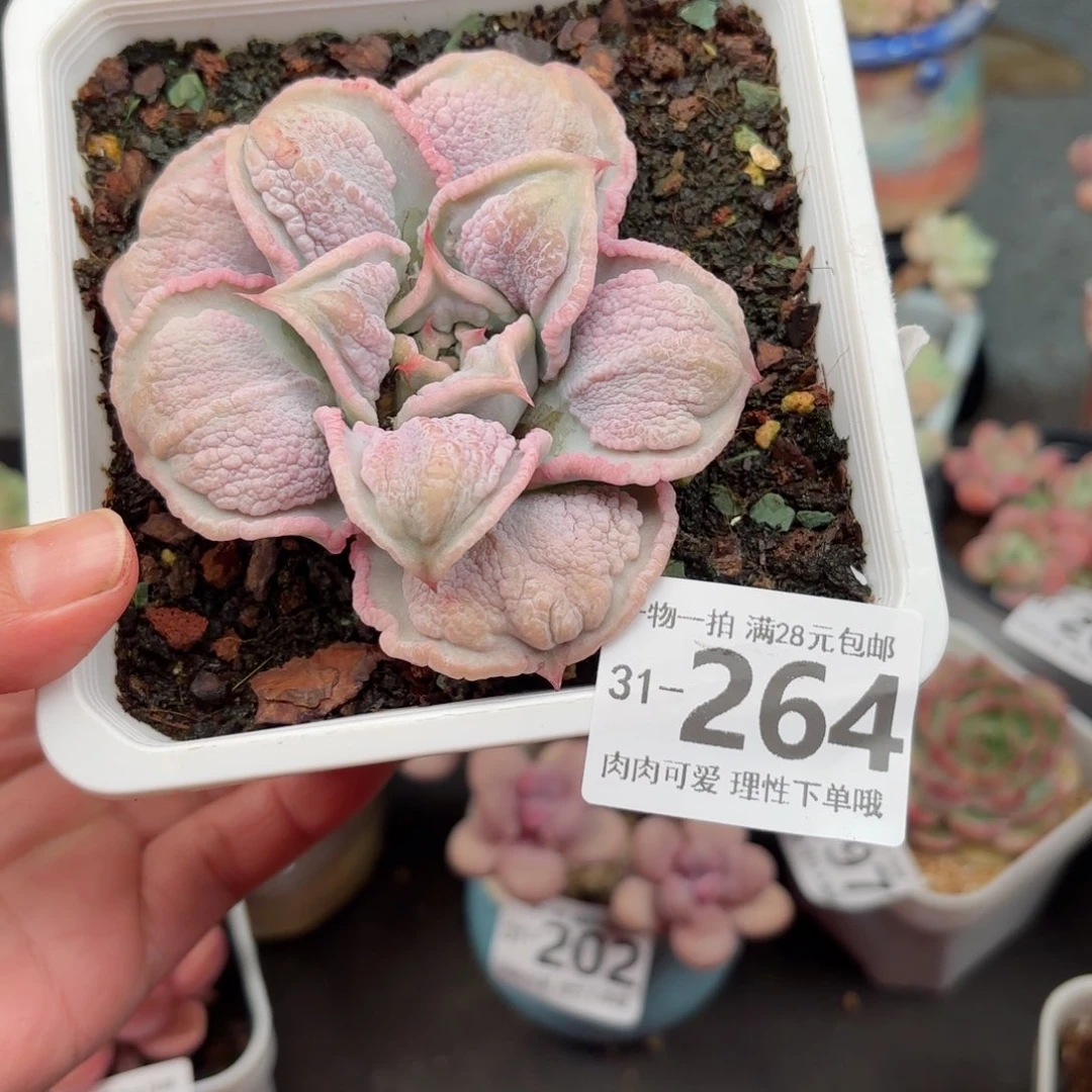 留财饺子皮多肉多肉