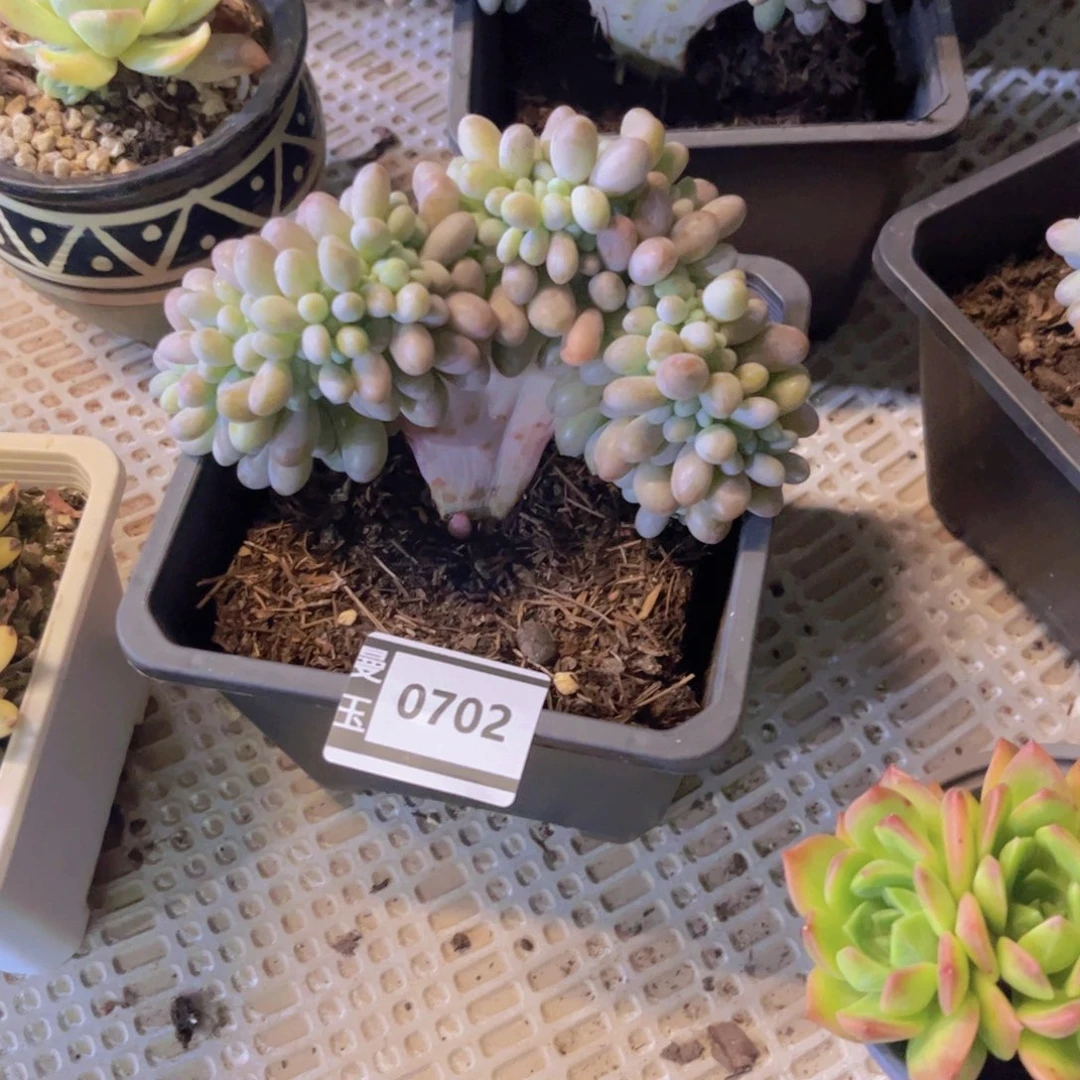 粉恋缀多肉植物0702