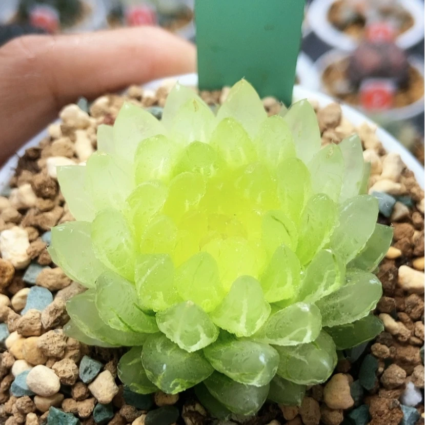 【闪购商品】大**烟冰晶31