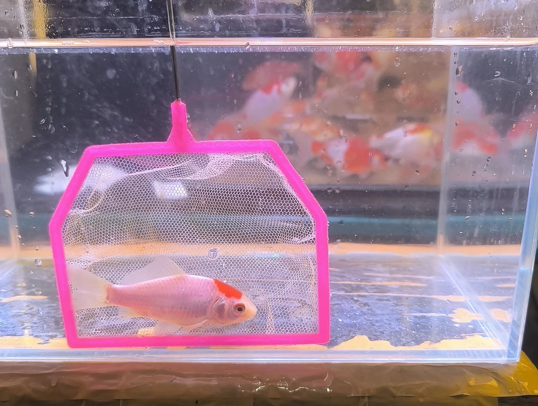 金鱼品相自鉴全场包邮