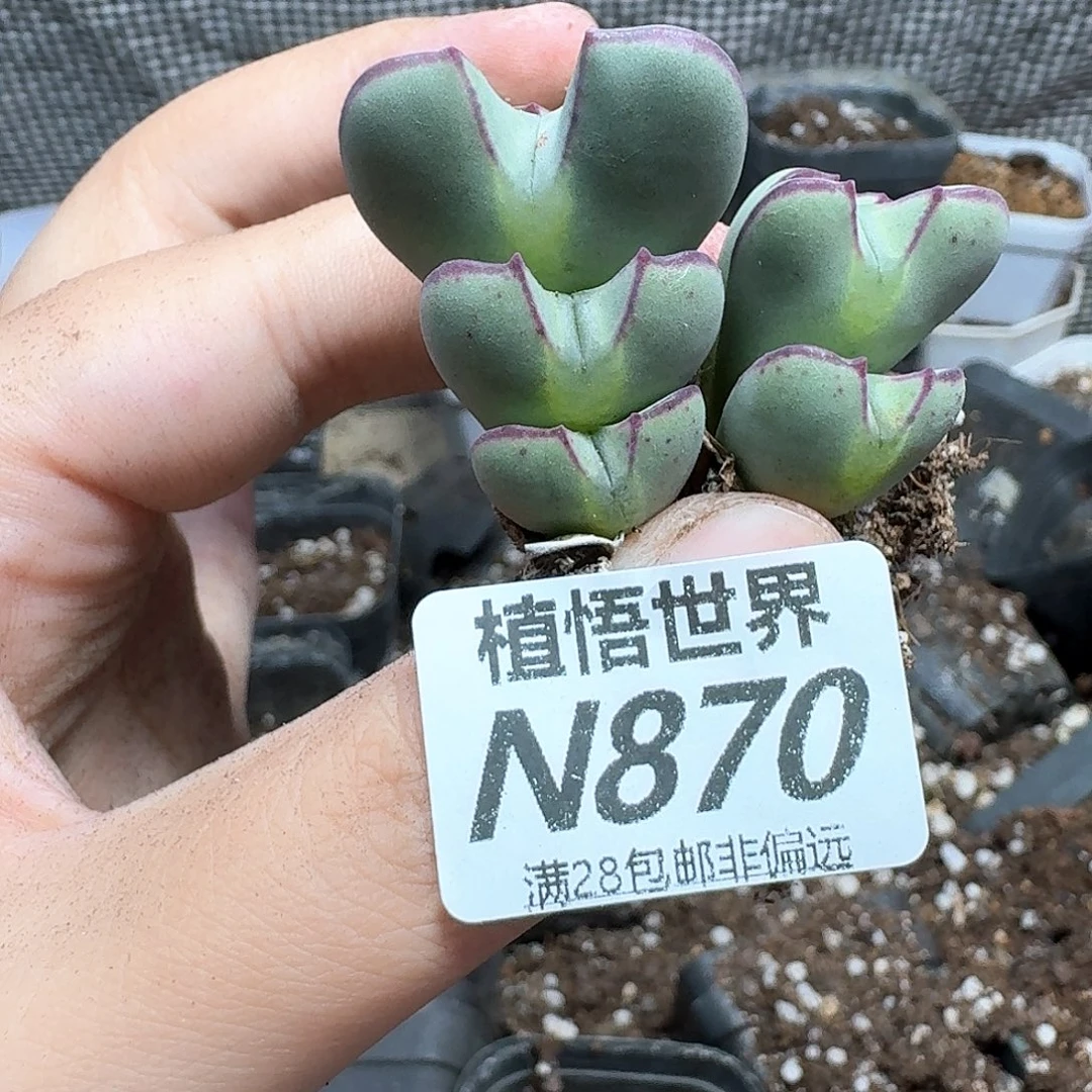 多肉植物的润泽尺寸