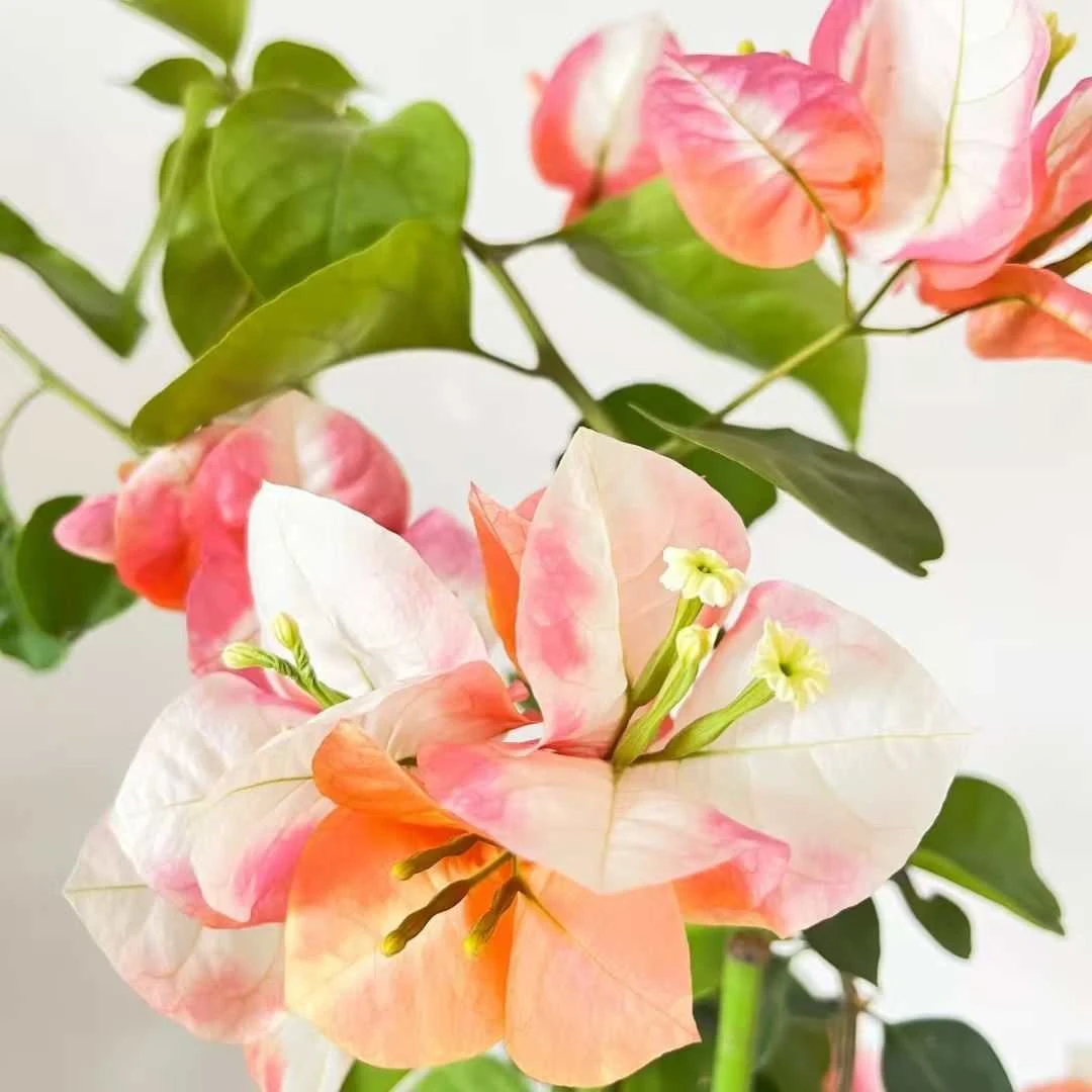 （三角梅）凤凰修剪土球勤花爆花好养活南北方盆栽地栽四季开花