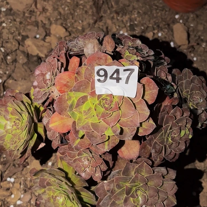 947花月夜多肉植物不售后